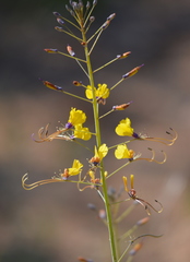 Cleome angustifolia