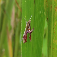 Agathodes designalis