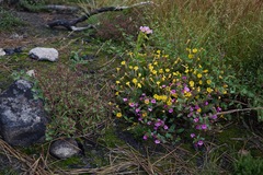 Erythranthe erubescens