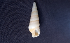 Duplicaria ustulata