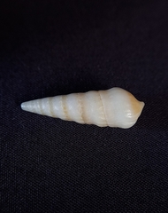 Duplicaria ustulata