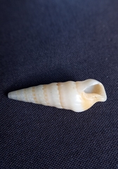 Duplicaria ustulata