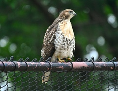 Buteo jamaicensis