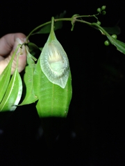 Peltella