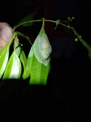 Peltella