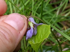 Viola epipsila
