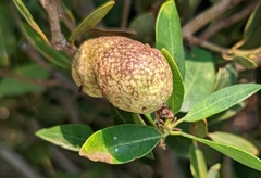 Disholandricus reniformis