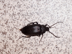 Capnochroa fuliginosa