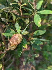 Disholandricus reniformis