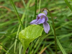 Viola epipsila