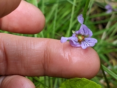 Viola epipsila