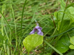 Viola epipsila