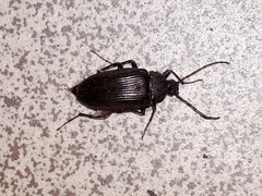 Capnochroa fuliginosa