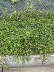 Trifolium repens