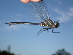 Somatochlora tenebrosa