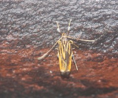 Tisis latiductalis