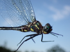 Somatochlora tenebrosa