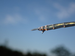 Somatochlora tenebrosa