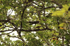 Campylorhynchus