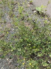 Medicago lupulina