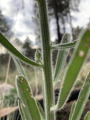 Oreocarya setosissima