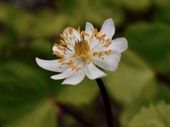Caltha biflora