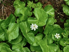 Caltha biflora