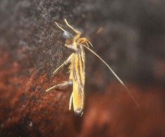 Tisis latiductalis