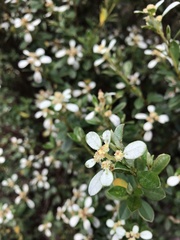 Spyridium spathulatum