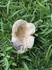 Lactarius salmoneus