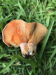 Lactarius salmoneus