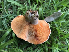 Lactarius salmoneus