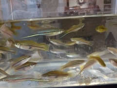 Xiphophorus hellerii