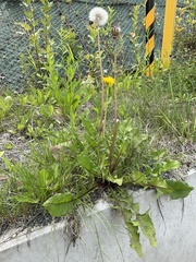 Taraxacum officinale
