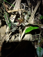 Goniosoma calcar