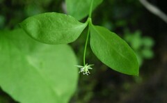 Stellaria calycantha