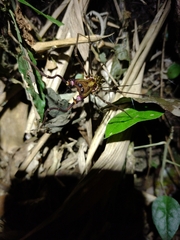 Goniosoma calcar