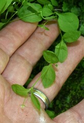 Stellaria calycantha