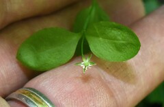 Stellaria calycantha