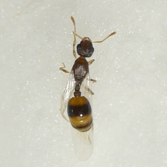 Temnothorax schaumii