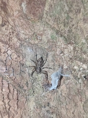 Phaeacius malayensis