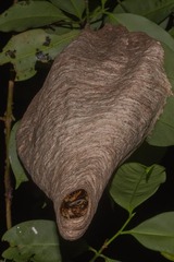 Angiopolybia