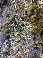 Thamnolia vermicularis vermicularis