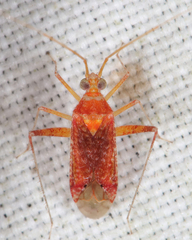 Phytocoris puella