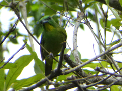 Vireolanius pulchellus