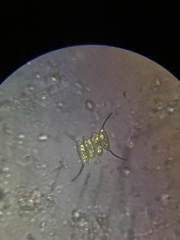 Desmodesmus opoliensis