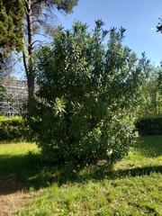 Magnoliopsida