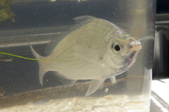 Eucinostomus gula