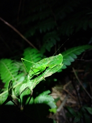 Engonia