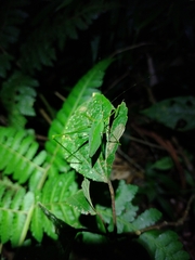 Engonia